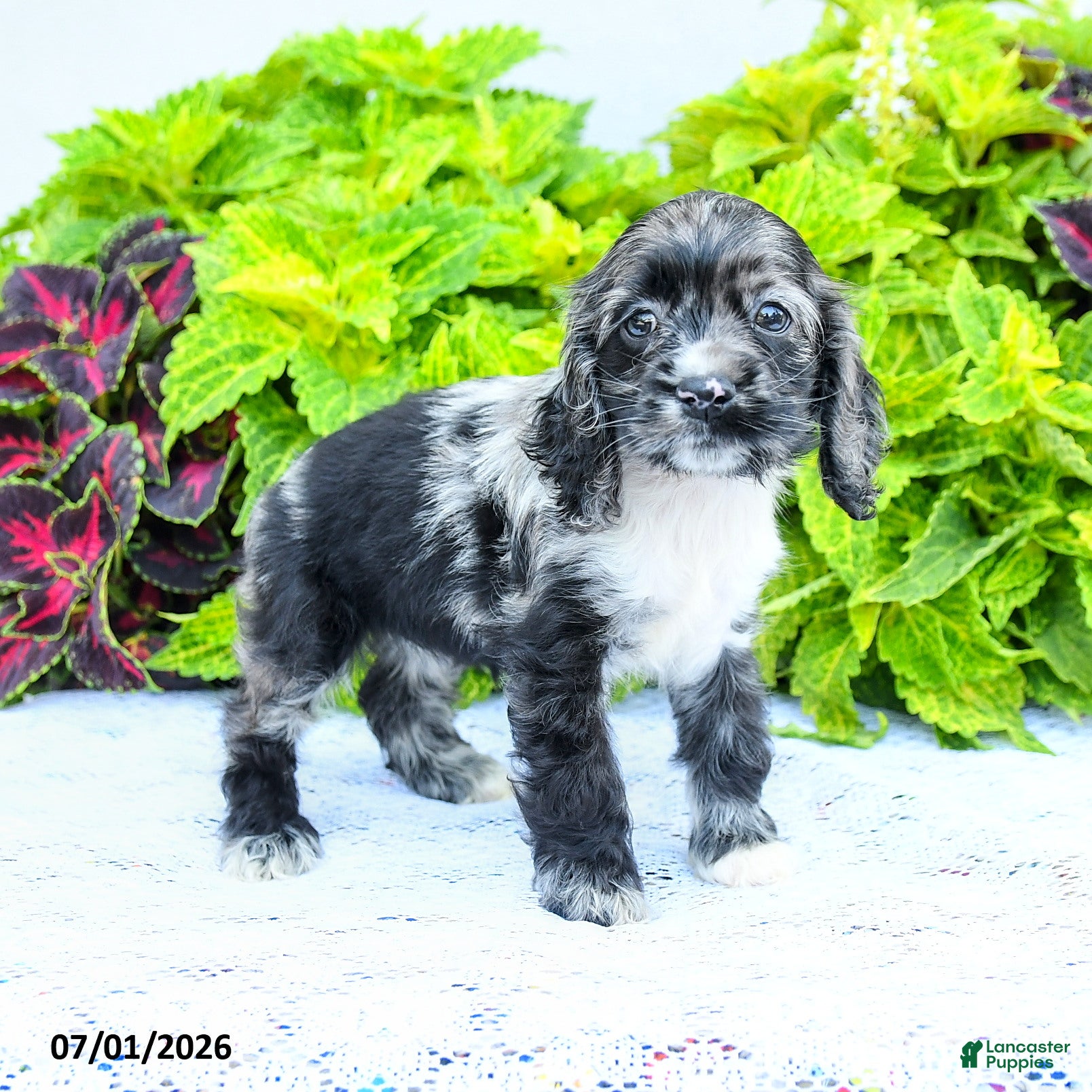 English Cocker Spaniel dogs Danelle - Ad 1