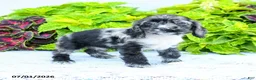 English Cocker Spaniel dogs for sale: Danelle - Ad 1