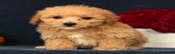 Bichpoo dogs for sale: Oasis - Ad 7