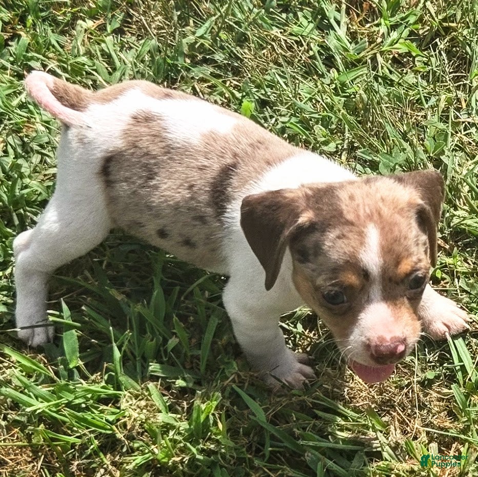 Beagle dogs Toby Queen Elizabeth Pocket Beagle - Ad 18