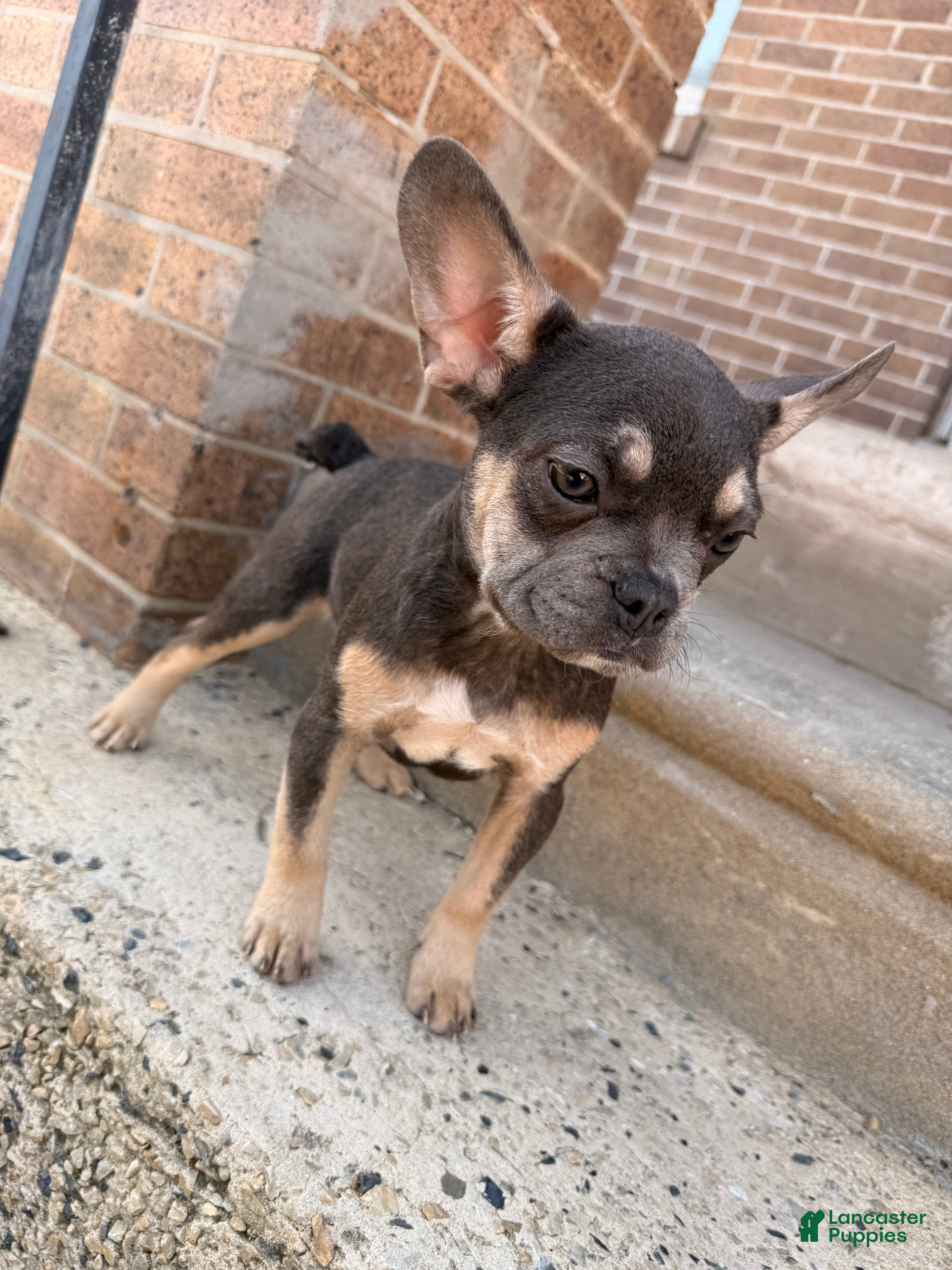 French Bulldog dogs Girly Girl 2 - Ad 21