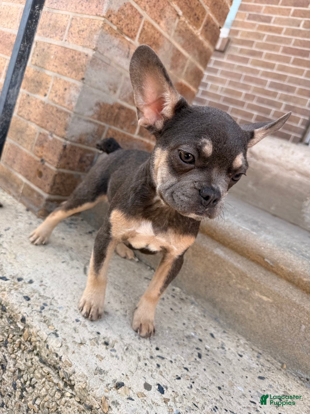 French Bulldog dogs for sale: Girly Girl 2 - Ad 1