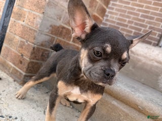 French Bulldog dogs Girly Girl 2 - Ad 16