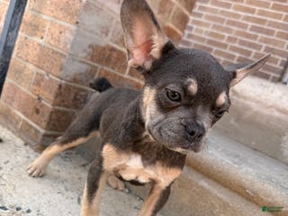 French Bulldog dogs Girly Girl 2 - Ad 20