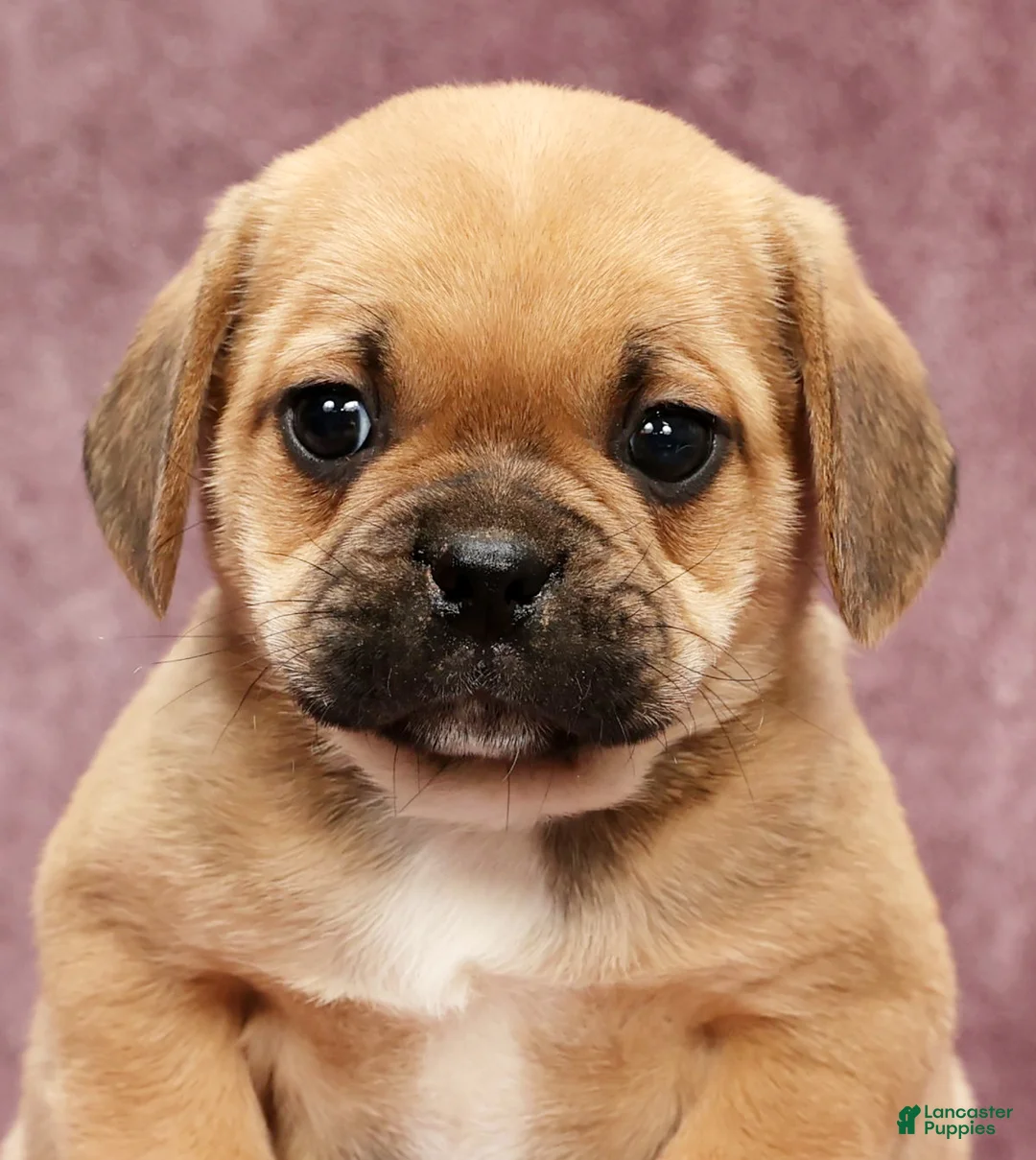 Puggle dogs for sale: Charlie - Ad 9