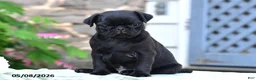 Pug dogs for sale: Trooper - Ad 6