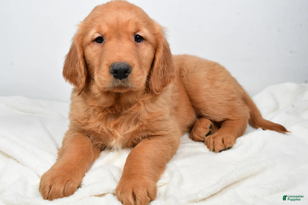 Golden Retriever dogs for sale: Annabelle - Ad 6
