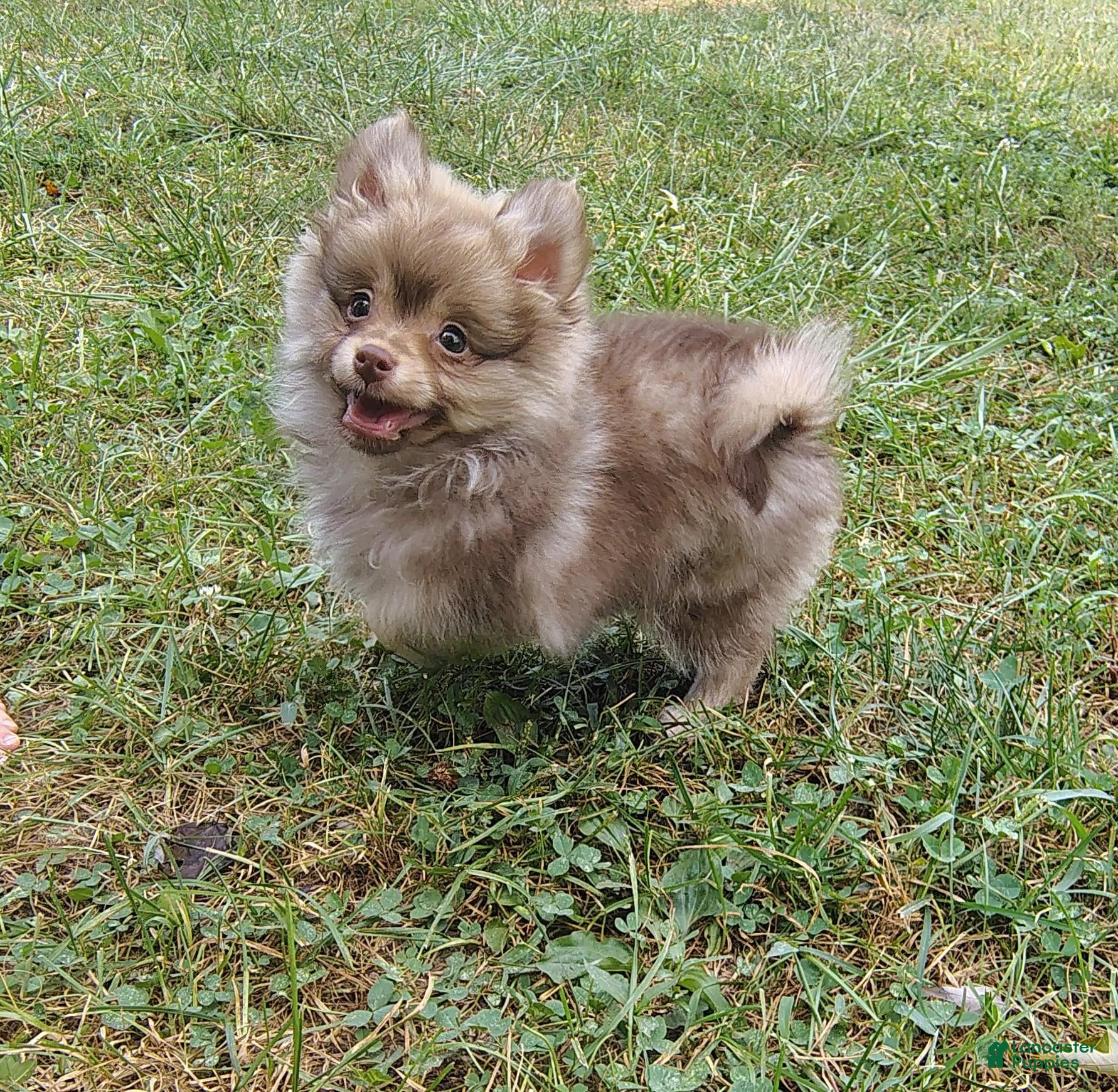 Pomeranian dogs Pomeranian 1 - Ad 5