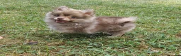 Pomeranian dogs for sale: Pomeranian 1 - Ad 1