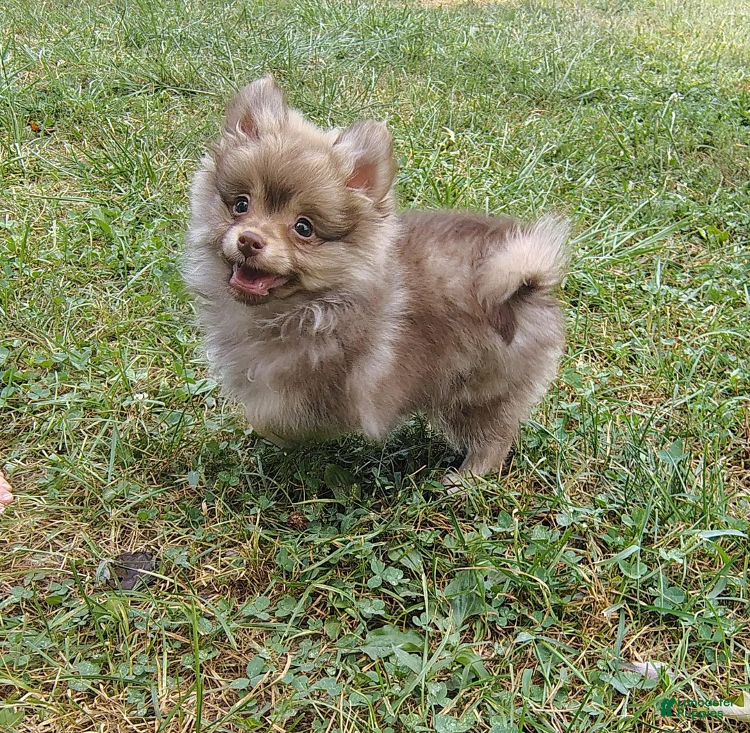 Pomeranian dogs for sale: Pomeranian 1 - Ad 1