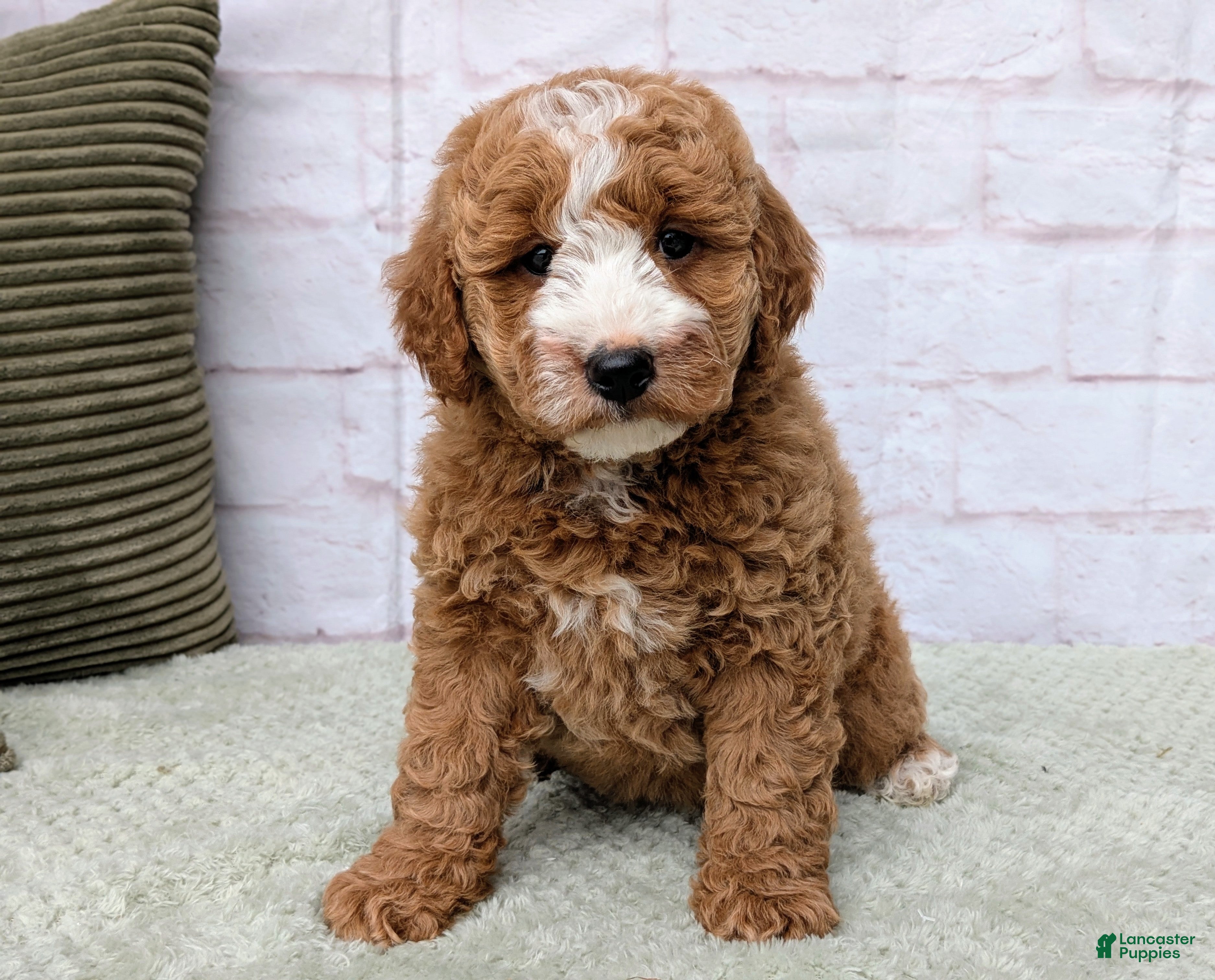 Mini Goldendoodle dogs Bella - Ad 1