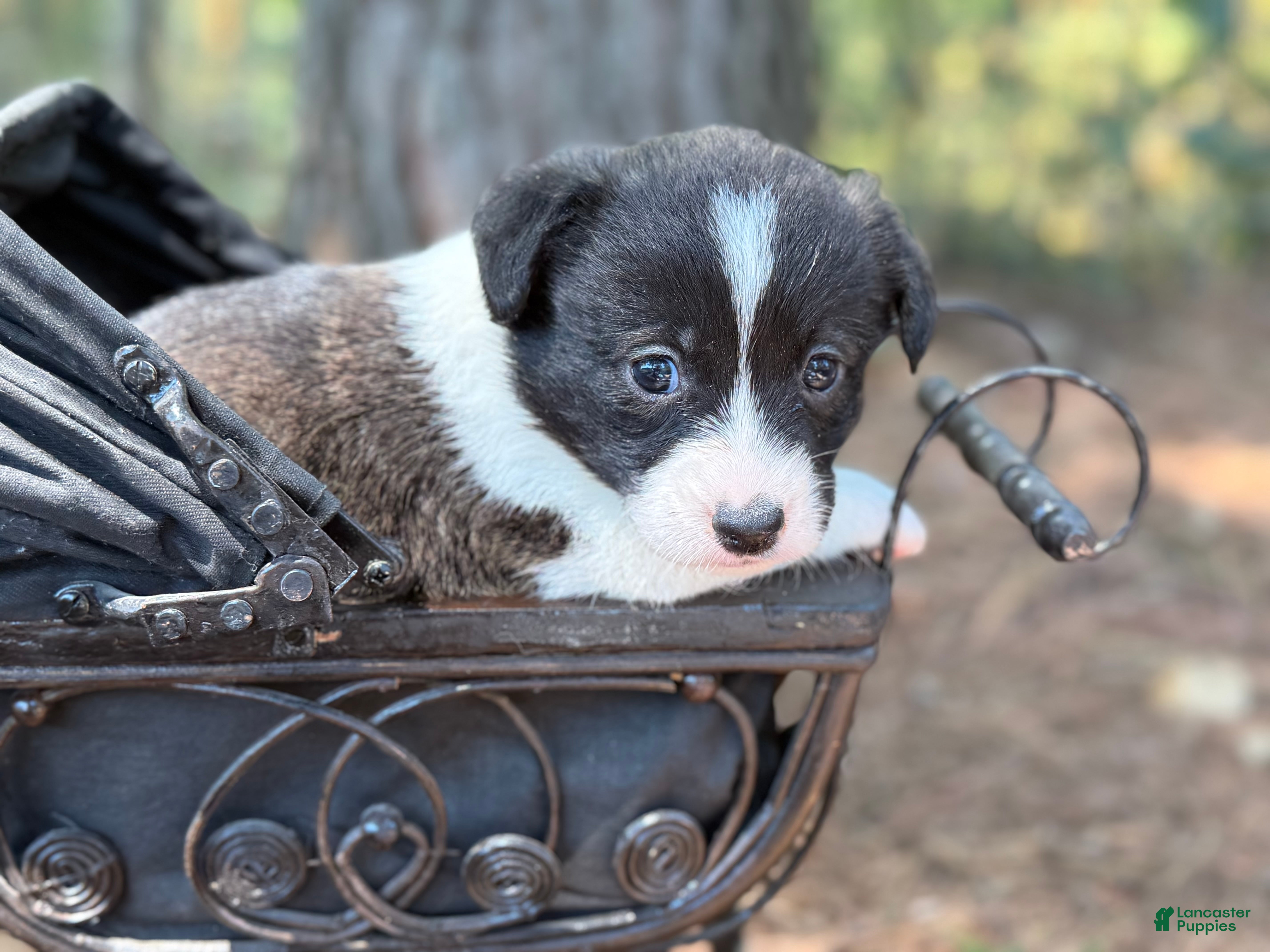 Mixed Breed dogs BRINDLE - Ad 27