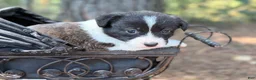Mixed Breed dogs for sale: BRINDLE - Ad 8