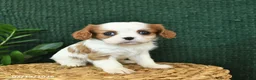 Cavalier King Charles Spaniel dogs for sale: Jazz  - Ad 3