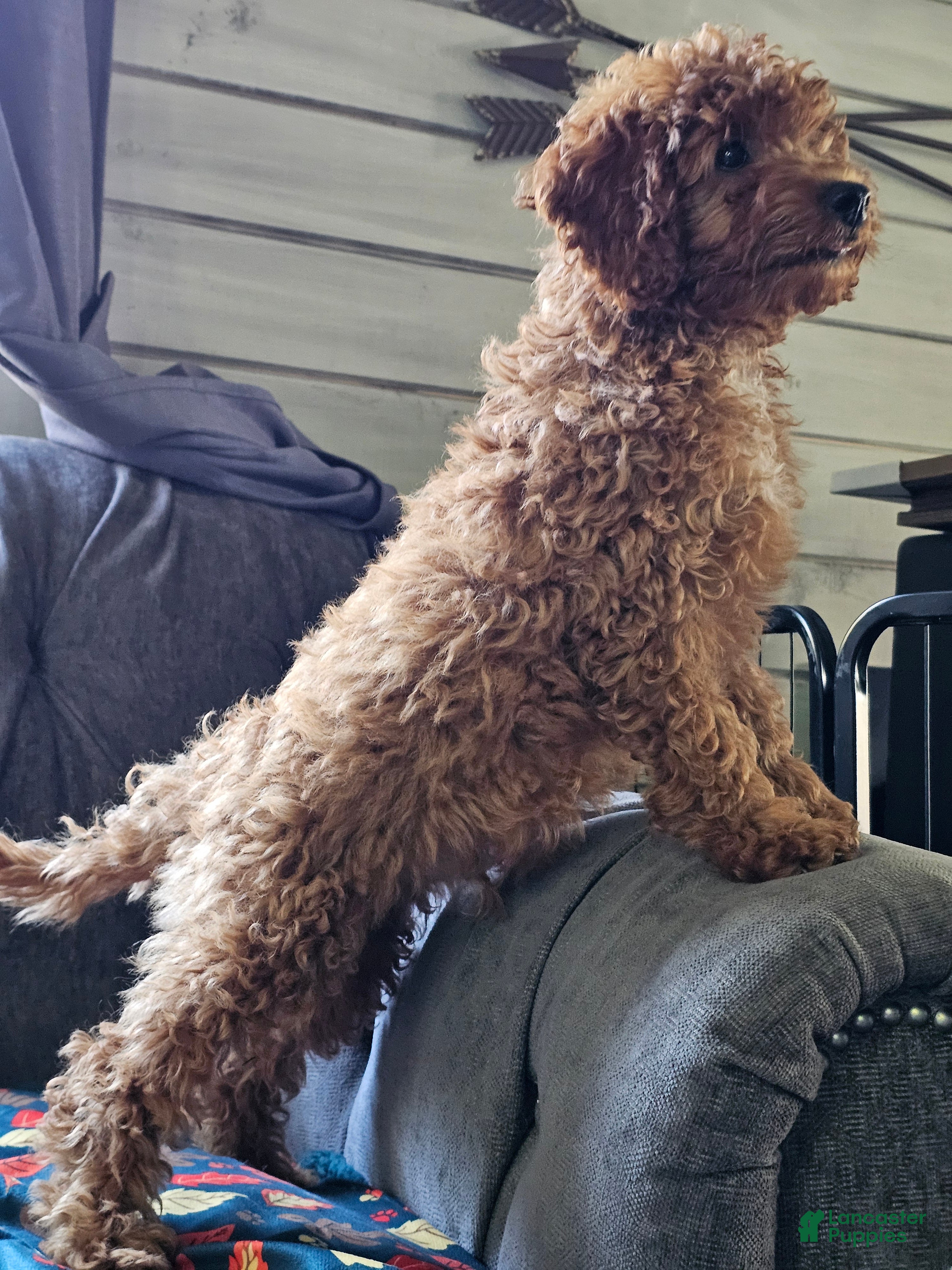 Cavapoo dogs Indigo - Ad 2
