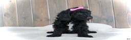 Mini Goldendoodle dogs for sale: Bella - Ad 4