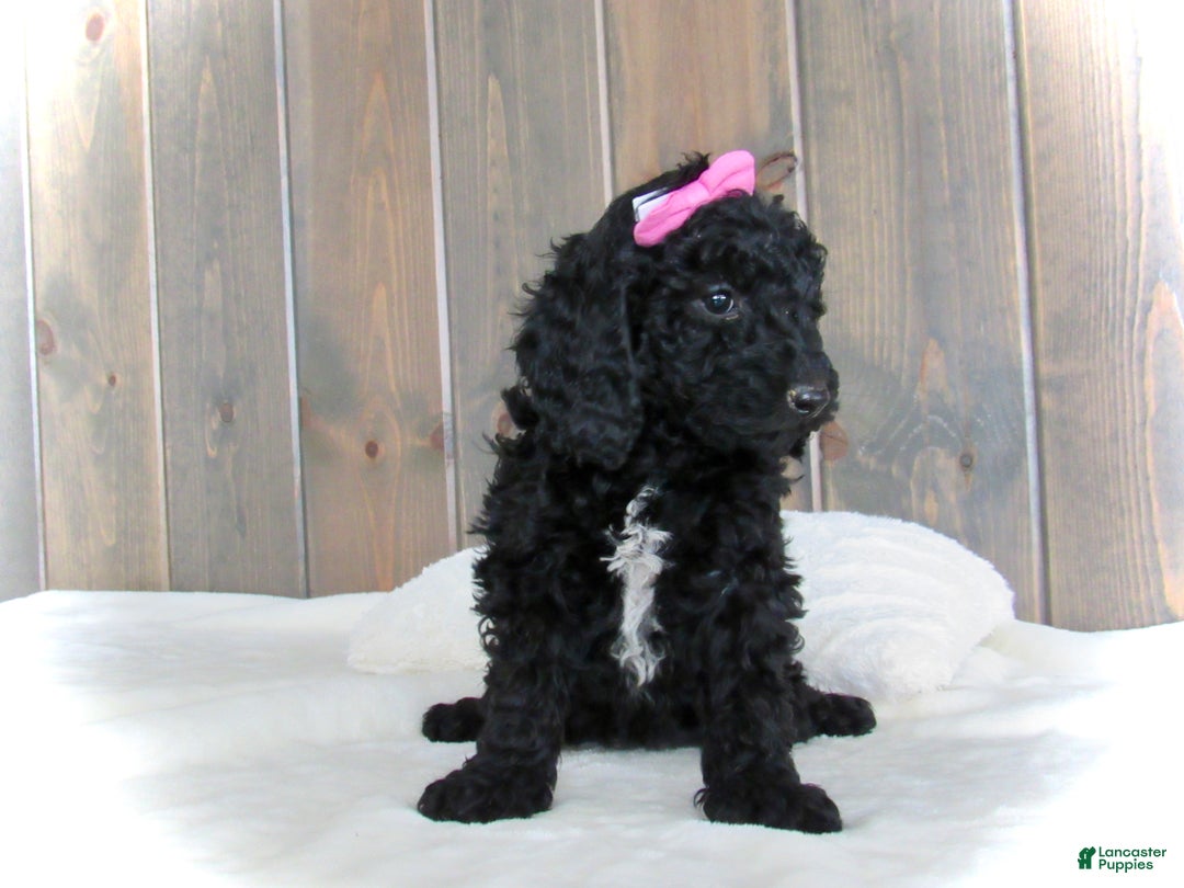 Mini Goldendoodle dogs for sale: Bella - Ad 4