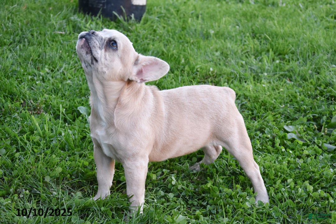 French Bulldog dogs for sale: Kristi - Ad 3