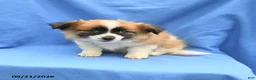 Mixed Breed dogs for sale: Gracie - Ad 3