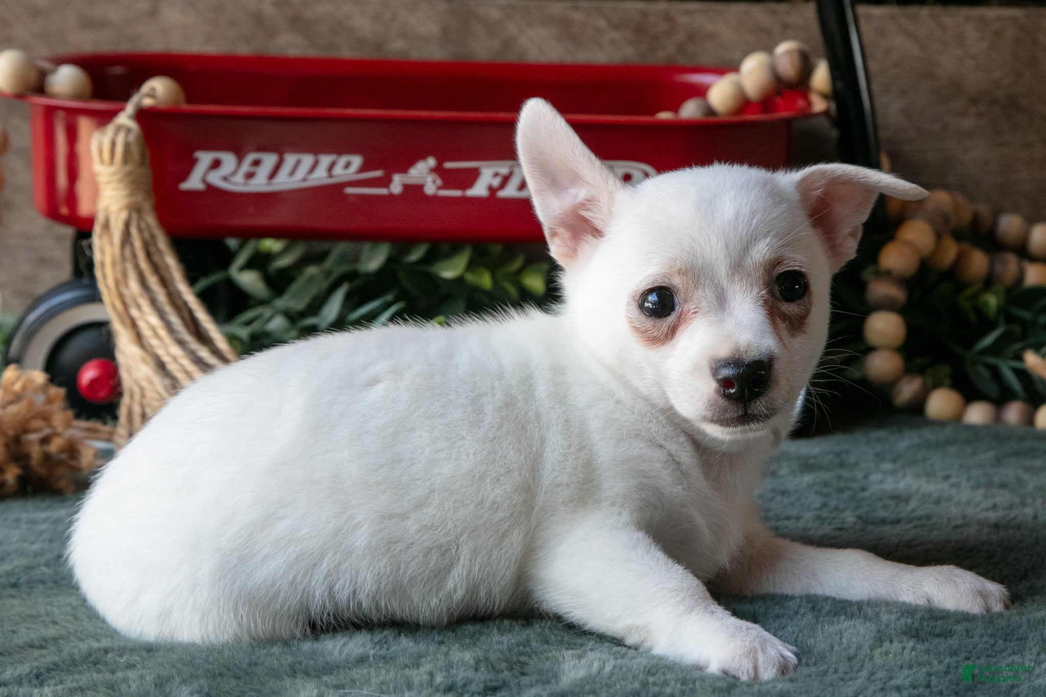 Chihuahua dogs Preston - Ad 2