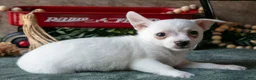 Chihuahua dogs for sale: Preston - Ad 2