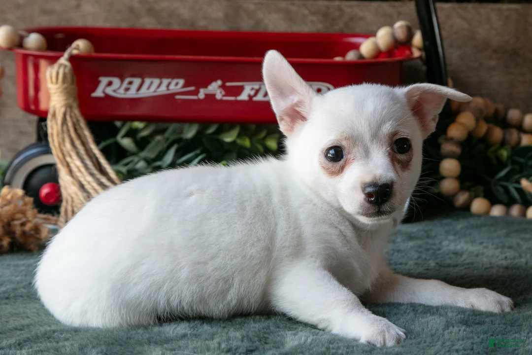 Chihuahua dogs for sale: Preston - Ad 2