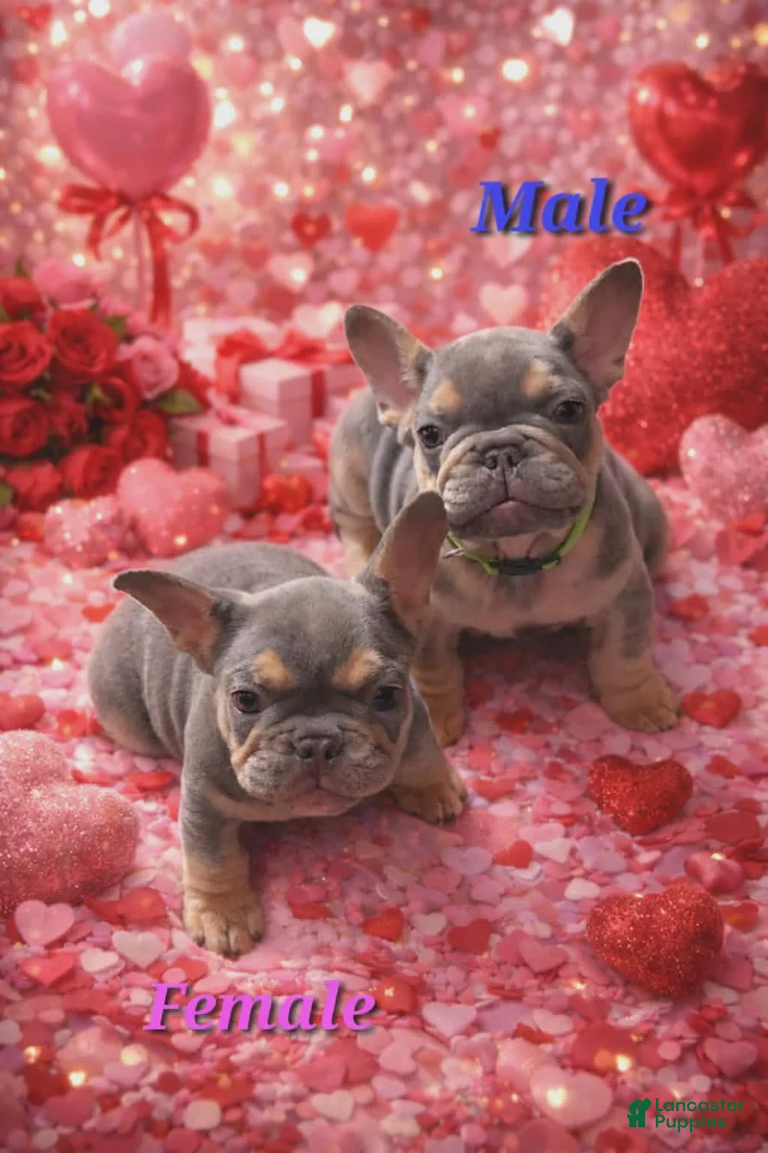 French Bulldog dogs for sale: Pandora - Ad 3
