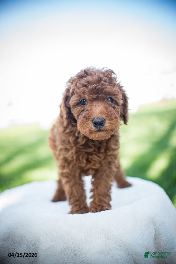 Miniature Poodle dogs Jim - Ad 2