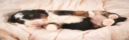 Bernedoodle dogs for sale: Ridge Miniature Bernedoodle  - Ad 12