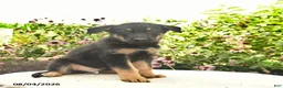 German Shepherd dogs for sale: Laser - Ad 5