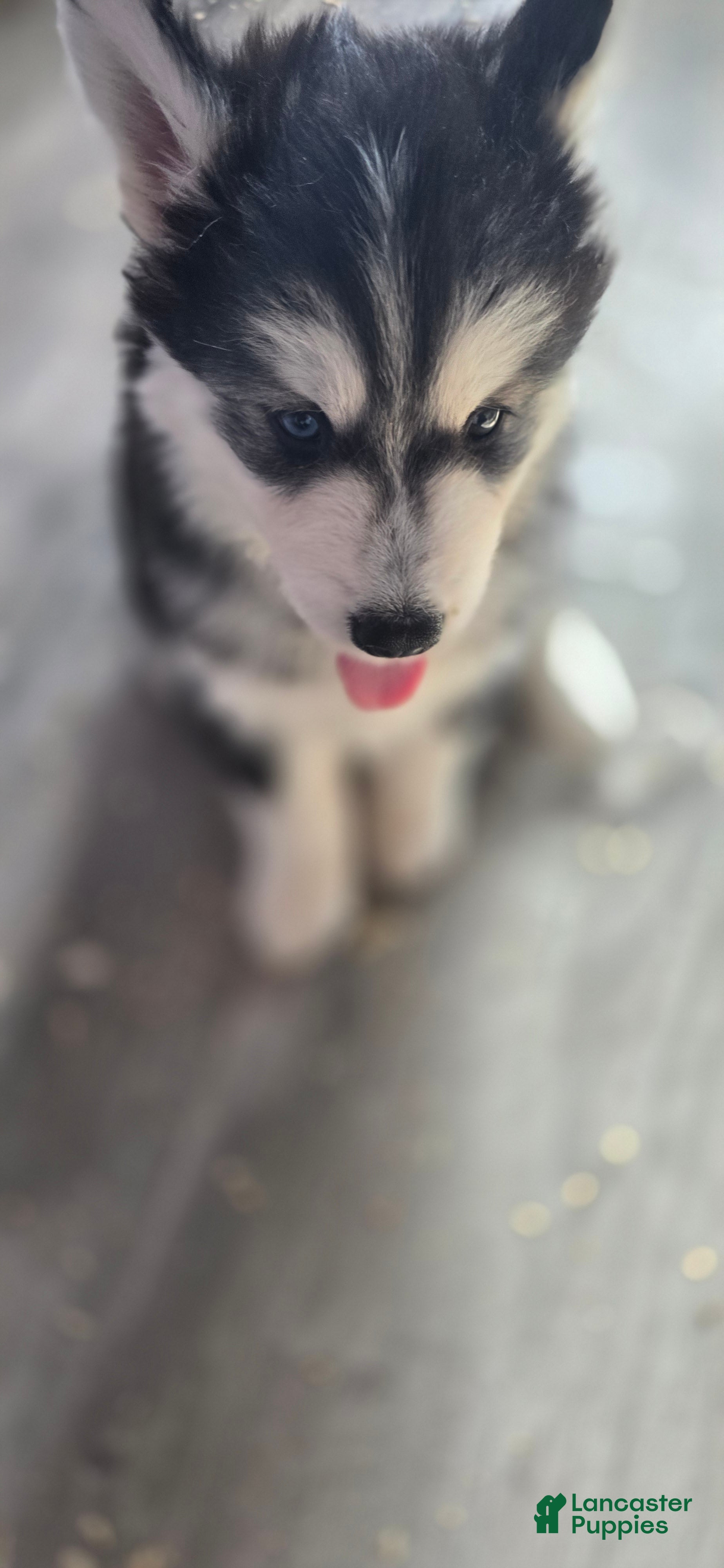 Siberian Husky dogs Mario - Ad 2
