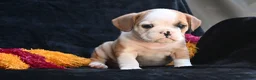 Mixed Breed dogs for sale: Oliver - Ad 11