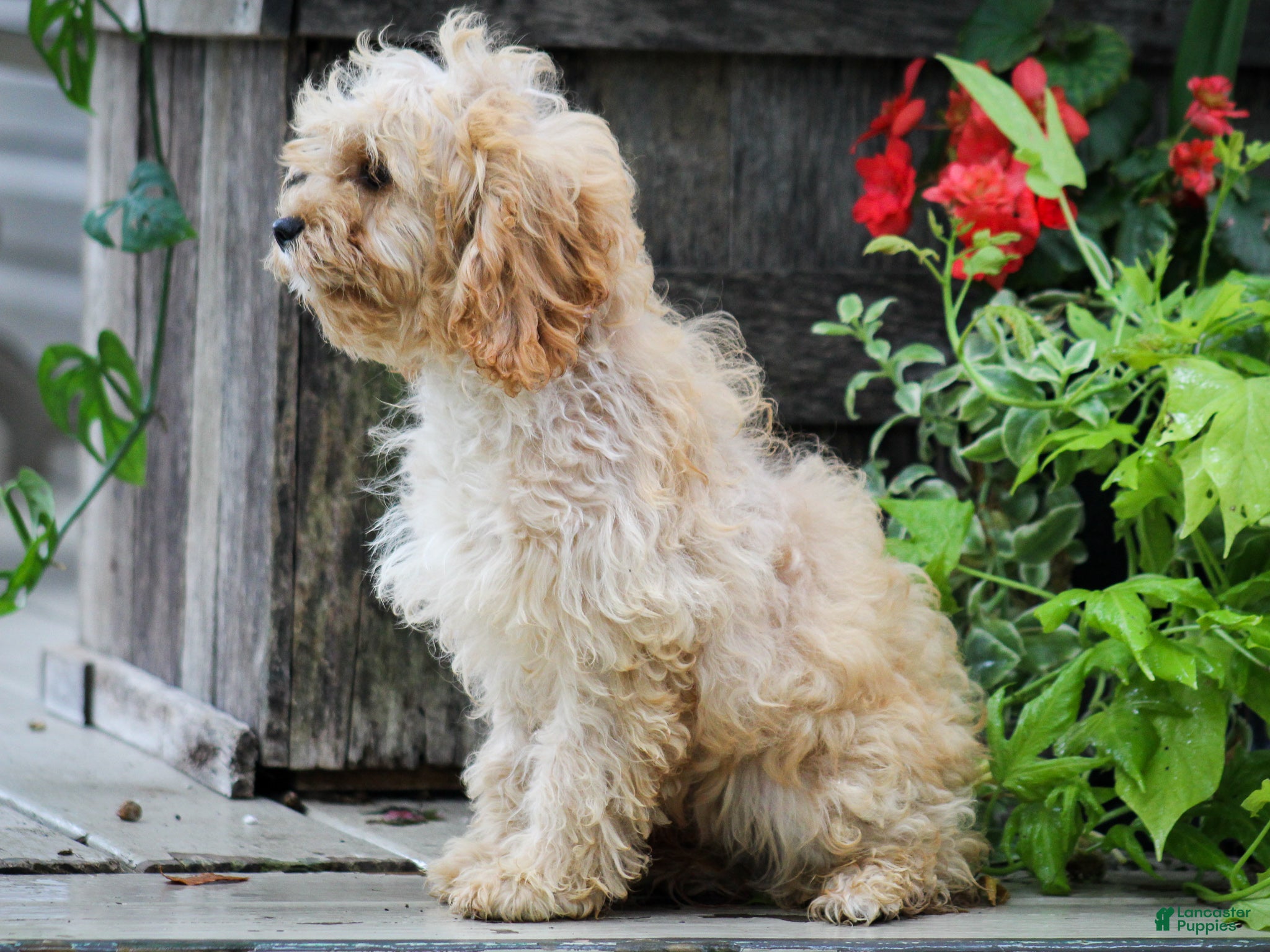 Cavapoo dogs Rex Cavapoo Puppy - Ad 2