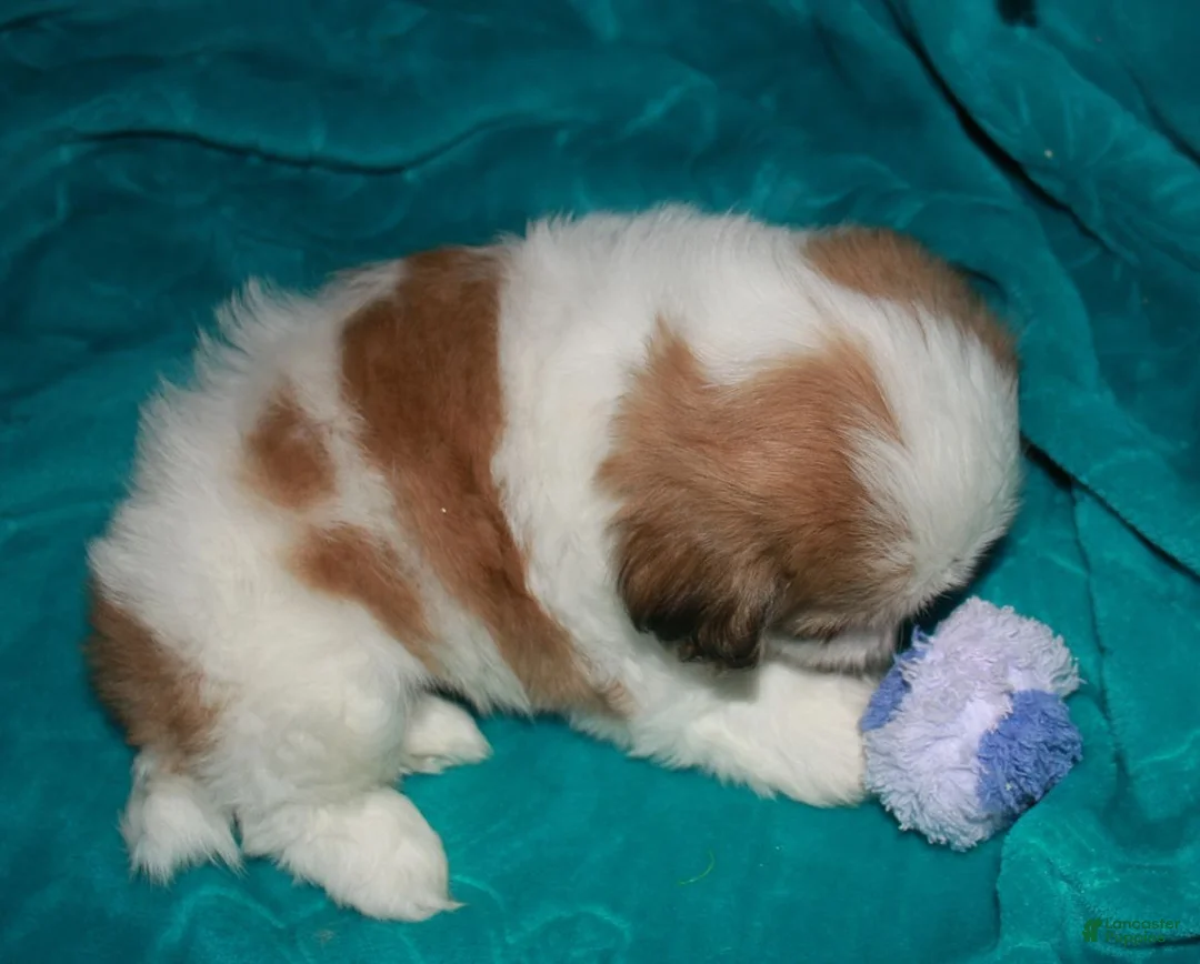Shih Tzu dogs for sale: Hooch - Ad 7