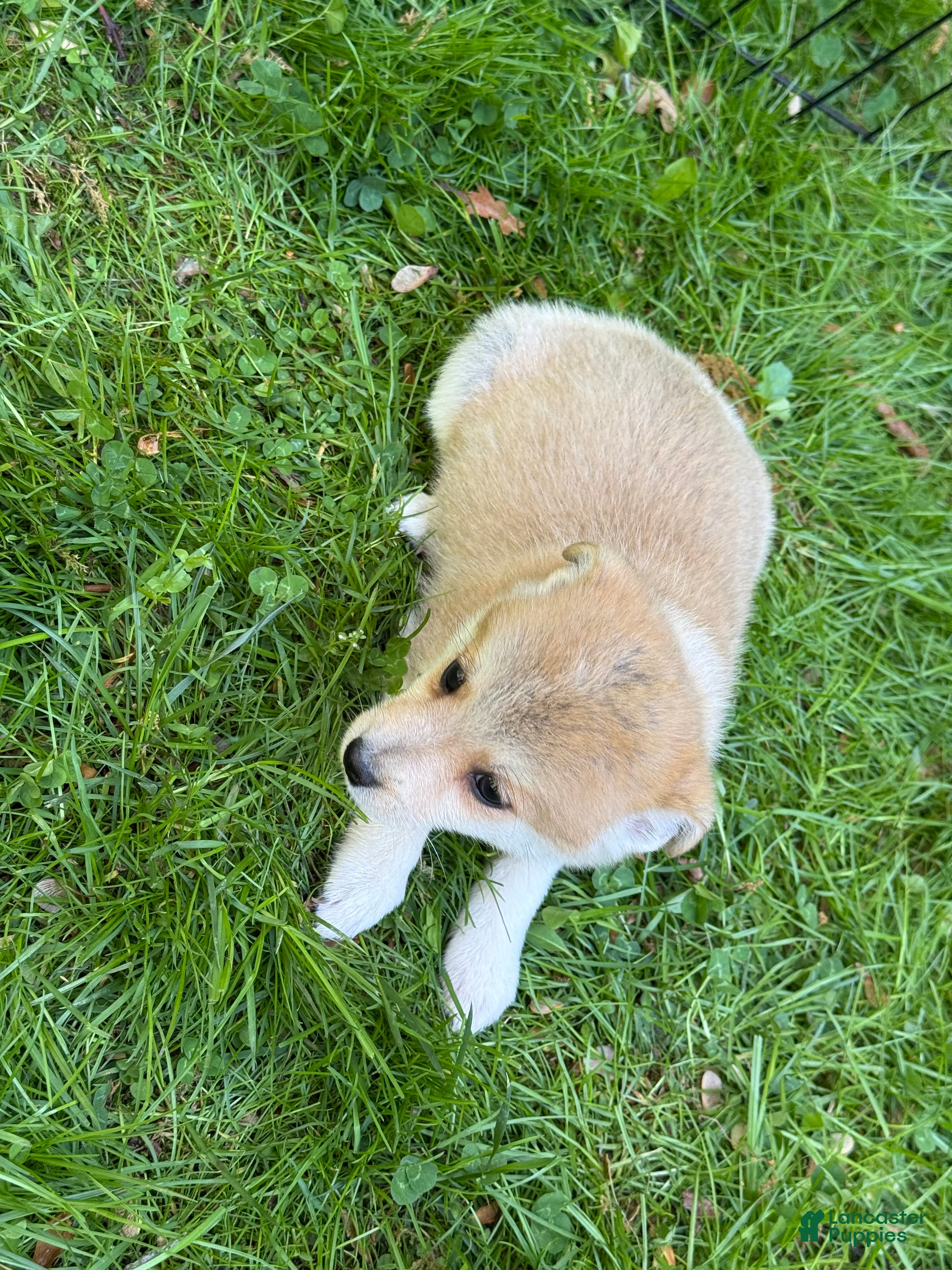 Pomchi dogs Pomchi Puppy 3 - Ad 1