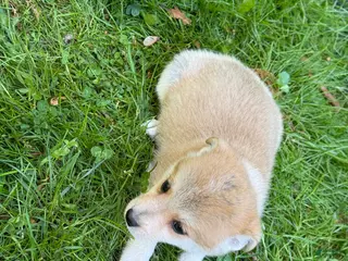 Pomchi dogs Pomchi Puppy 3 - Ad 1