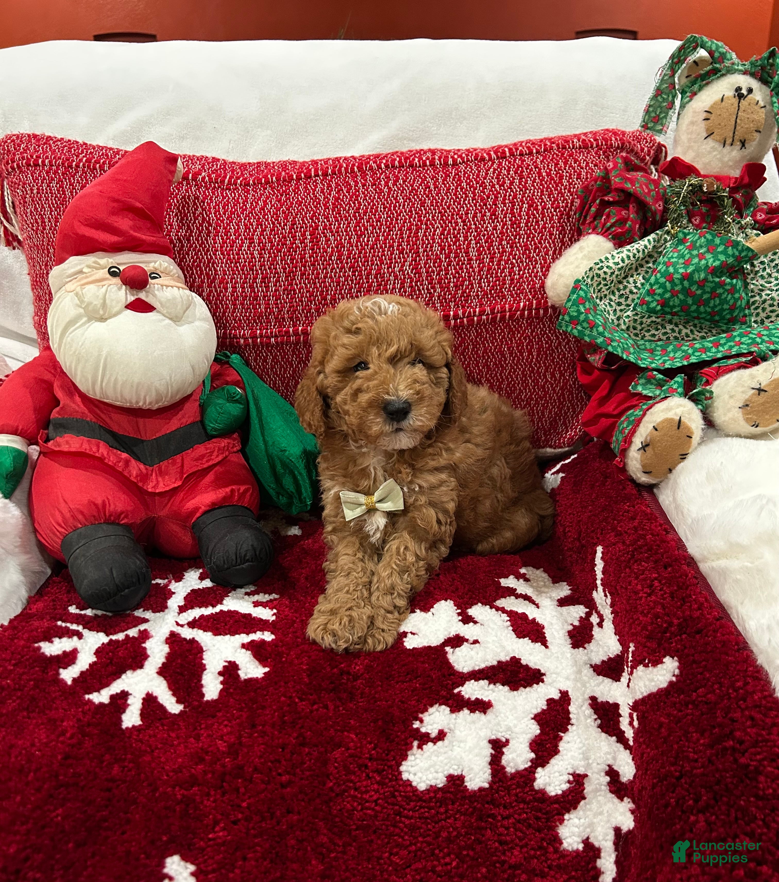 Mini Goldendoodle dogs Petite Mini Goldendoodle Coco - Ad 1
