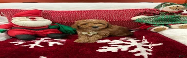 Petite Mini Goldendoodle Coco