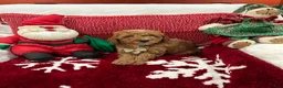 Mini Goldendoodle dogs for sale: Petite Mini Goldendoodle Coco - Ad 1