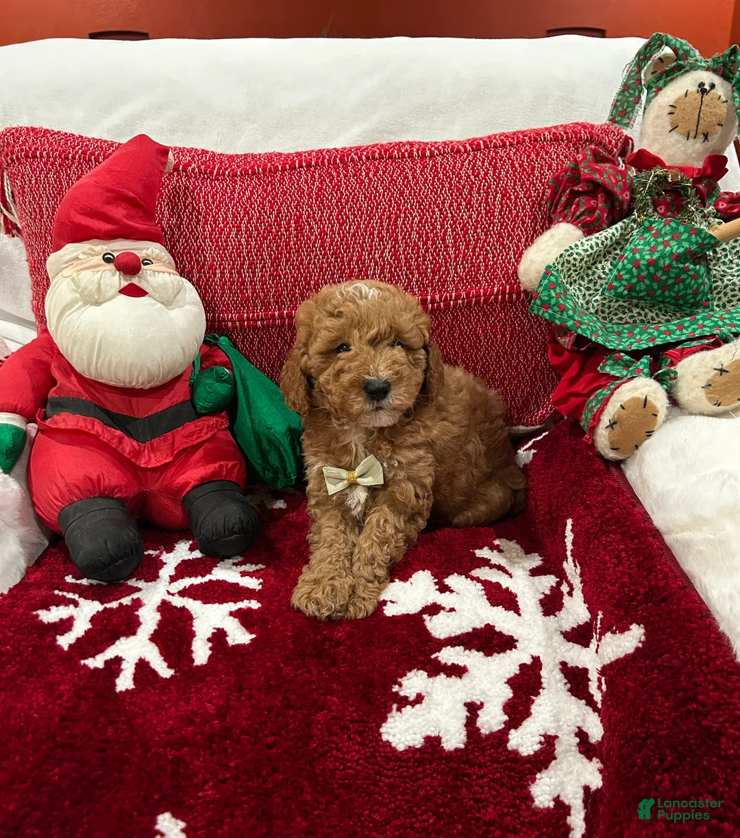 Mini Goldendoodle dogs for sale: Petite Mini Goldendoodle Coco - Ad 1