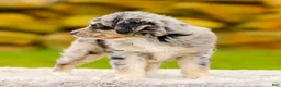 Mini Aussiedoodle dogs for sale: Harper - Ad 7