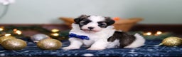 Havanese dogs for sale: Jaspher - Ad 4