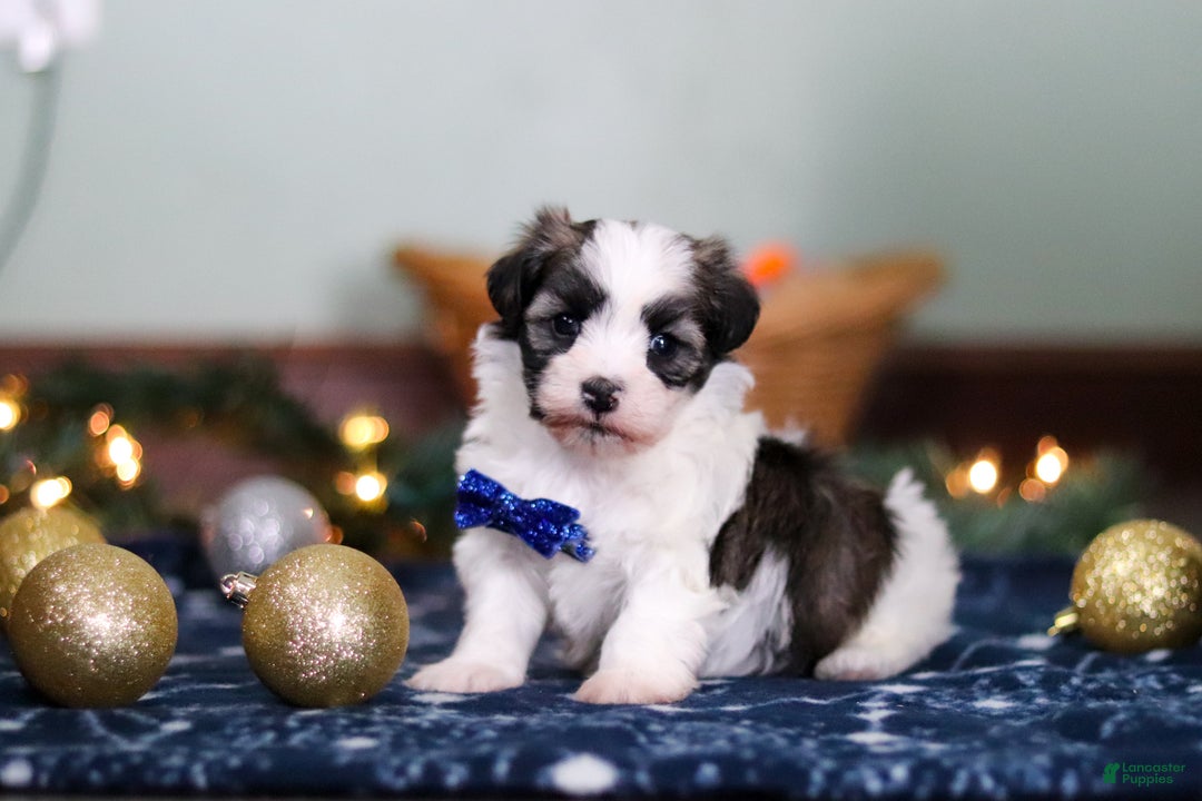Havanese dogs for sale: Jaspher - Ad 4