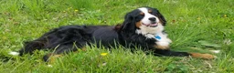 Bernese Mountain Dog dogs for sale: Bernese Mountain Dog Puppy 4 - Ad 4