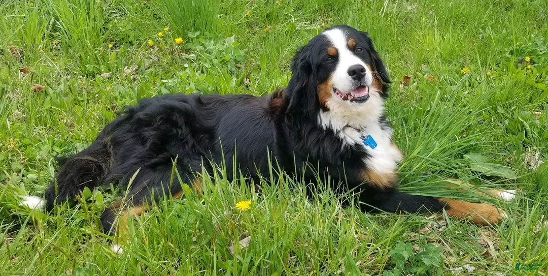 Bernese Mountain Dog dogs for sale: Bernese Mountain Dog Puppy 4 - Ad 4