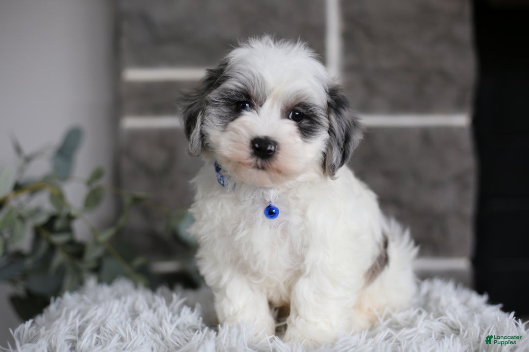 Maltipoo dogs for sale: Chubbs - Ad 1
