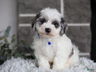 Maltipoo dogs Chubbs - Ad 23