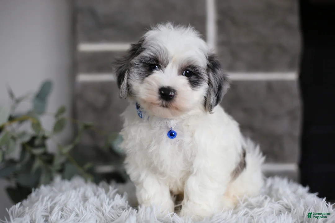 Maltipoo dogs for sale: Chubbs - Ad 1