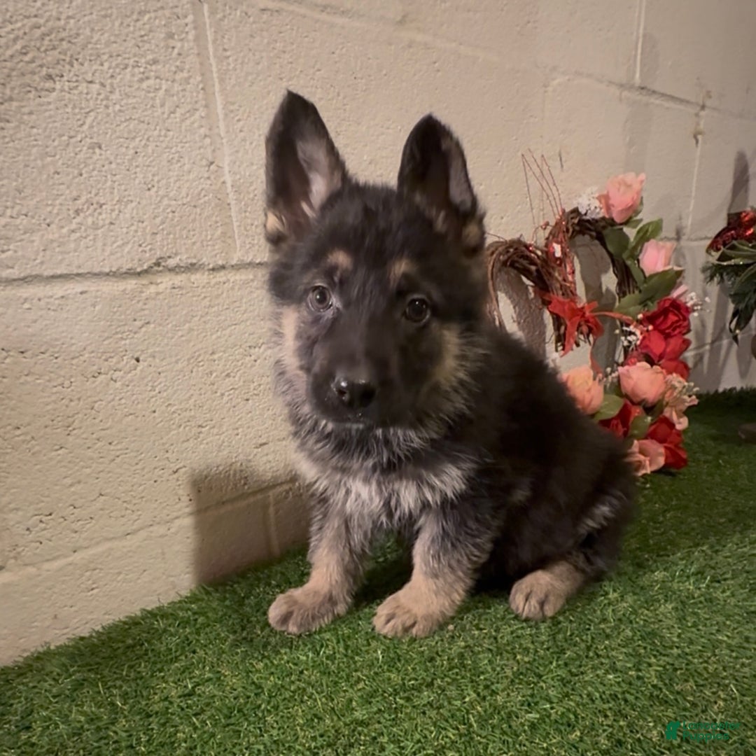 German Shepherd dogs for sale: SWAYZE - Ad 10