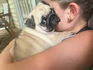 Pug dogs Jasper - Ad 7